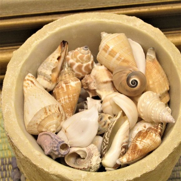 Accents Container Full Of Sea Shells Poshmark